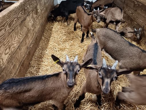 Les chèvres à 3 mois