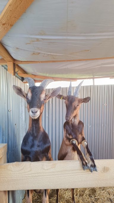 Socrate & Marc Aurèle (6 mois)